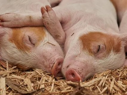 7 Tips To Sleep Well And Feel Better