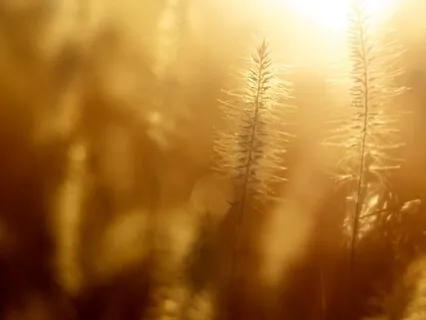 Tracing The Golden Thread