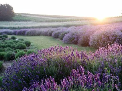 741 HZ Music | The Breaking Dawn | Release Emotional Blocks