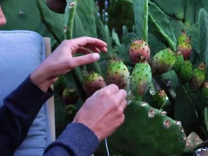 Prickly Pear 741Hz + 432 Hz Healing Plant Music