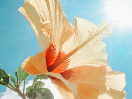 741 Hz Solfeggio - Remove Negativity And Heal