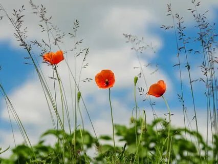 Daily Magic for Peace | #77 | Best Of | A Coat