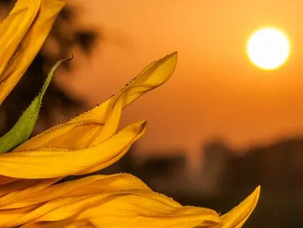 7 AM: Dawn’s Gentle Embrace