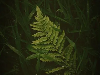 Body Scan For Sleep | Calming Bedtime Wind-Down