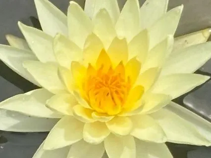 7th Chakra, Dr Nina Friday Meditation Circle: Above The Fray