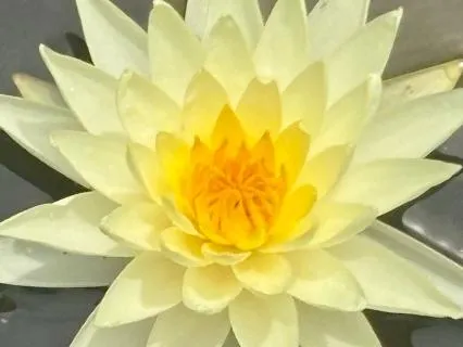 7th Chakra, Dr Nina's Friday Meditation Circle: Lotus