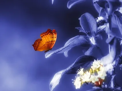 7th Dimensional Upgrade