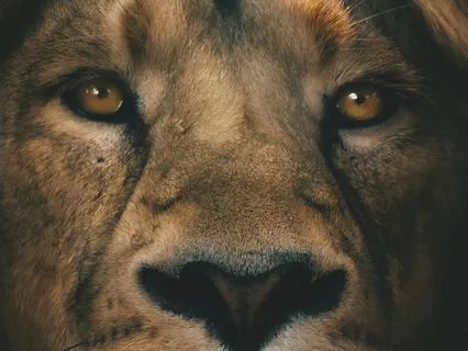 8-8 Breathing In The Lion's Roar