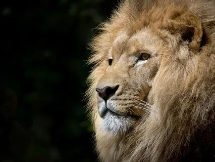 8/8 - Lion's Gate Portal Meditation