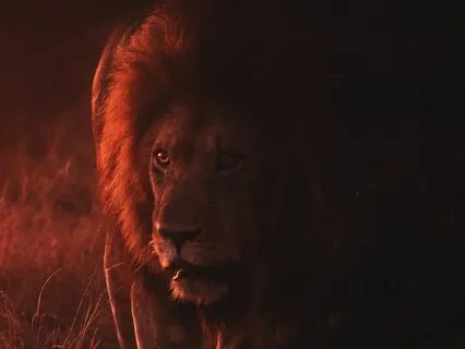 8/8 Lions Gate Portal (Reiki Infused)