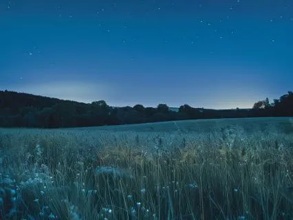 8-Hour Ambient Sleep Music with Calming Night Crickets