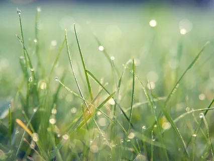 8 Hour Ambient Soft Forest Rain Deep Sleep Soundscapes