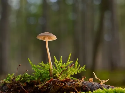 8 Hour Ambient Woodlands At Dawn