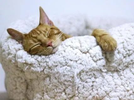 8 Hour ASMR Sleep Meditation