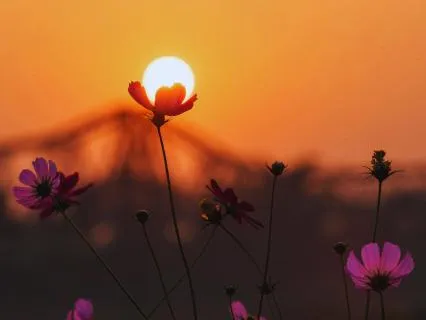 8-Hour Calming Sleep Yoga Nidra: Release Worry & Fall Asleep