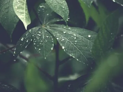 8 Hour Deep Sleep: Gentle Rain