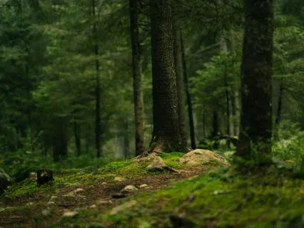 8-Hour Forest Sounds Deep Sleep Nidra