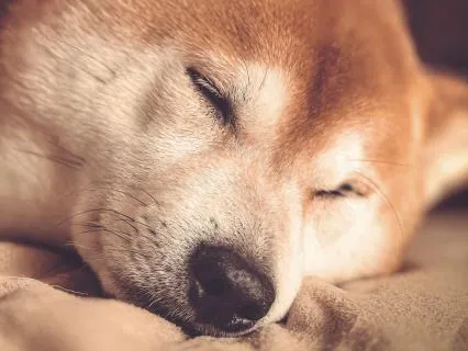 8-Hour Guided Sleep Journey