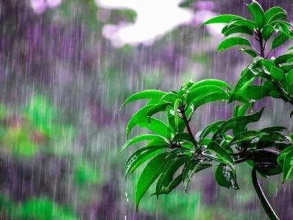 8 Hour Pure Rain Thunder For Deep Sleep