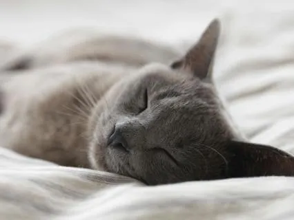 8 Hour Reiki Infused Sleep Meditation For Abundance