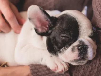 8-Hour Sleep Pattern