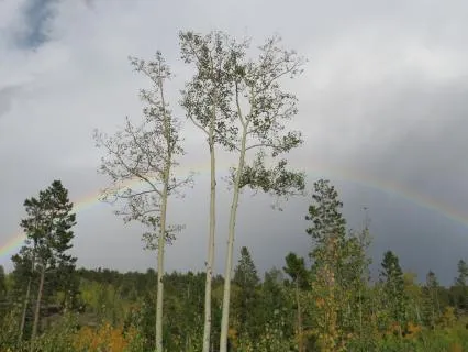 8 Hour Sleep Sound Frequency - Detox The Body in 741hz