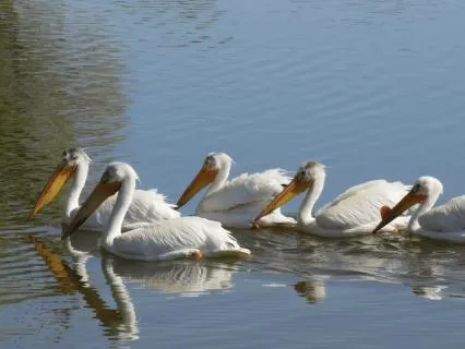 8 Hour Sleep Sound Frequency - Heal Relationships (639hz)