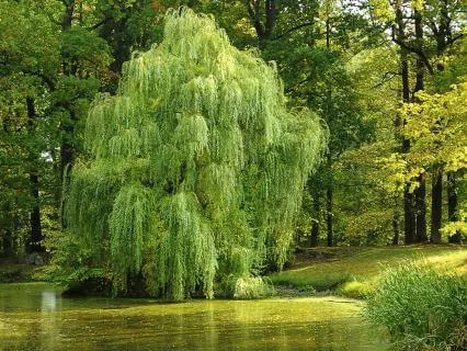 8-Hour Sleep Story: The Complete Wind In The Willows