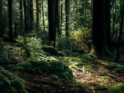 8-Hour Sleep Story- The Forest Of Transformation