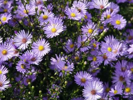 8 Hours Full Body Healing Music