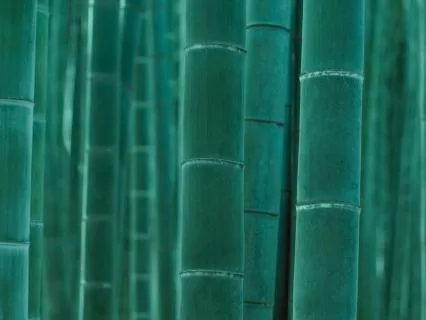 Spend All Night In The Bamboo Forest