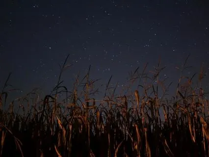 8 Hours Of Crickets And Rain With Chimes For Deep Rest