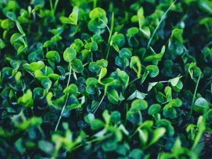 8 Hours of Green Noise for Deep Sleep and Gentle Alarm Bell