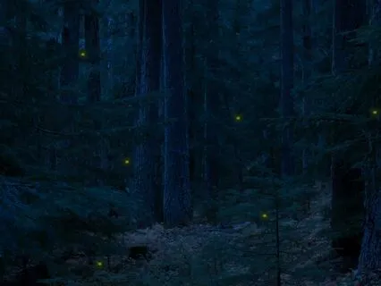 8 Hours Of Nighttime Crickets For A Calm Sleep Or Relaxation