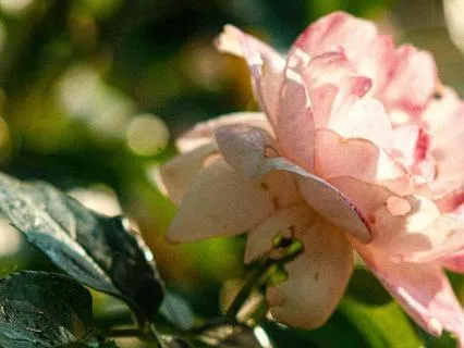 8 Hours Of Pink Noise For Deep Sleep, Insomnia Relief