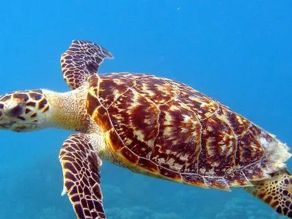 8 Hours of Uninterrupted Om Sound Music