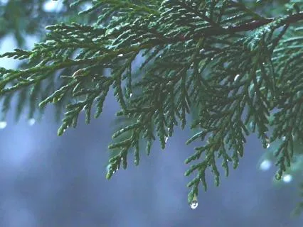 8 Hours - Rain Sleep Yoga Nidra