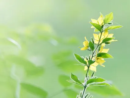 8 Hz Binaural Beats - 10-Minute Alpha Wave Focus