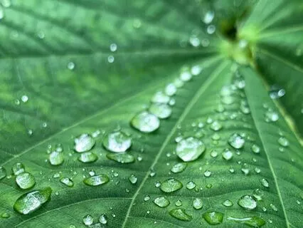 8 Minutes Of Rain Sound Bath For Nervous System Healing