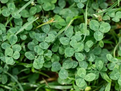 8-Minute Grounding Meditation