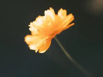 8-Minute Music For Meditation Daily Practice
