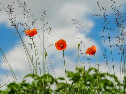 Daily Magic for Peace |  #80 | Best Of | A Family Item