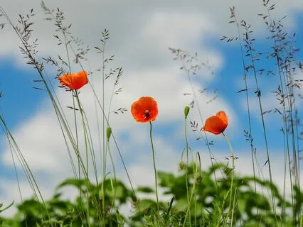 Daily Magic For Peace | #82 | A Bell