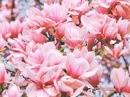 852 Hz Bloom Into Your True Self