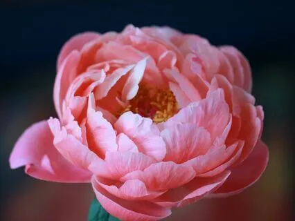 852 HZ - For Anxiety and Panic Attacks