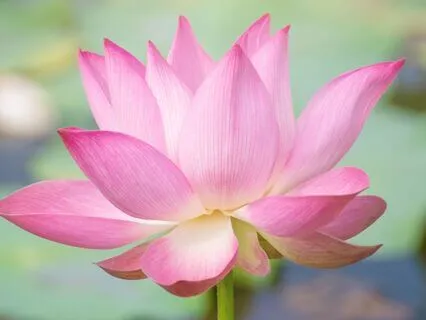 852 Hz — Third Eye Activation - 30-Minute Pure Tone