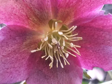 852Hz Bring Instinct