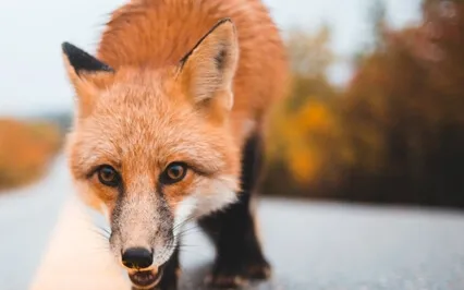 852Hz - Third Eye Stimulation - Eye Of The Soul