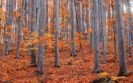 852Hz - Third Eye Stimulation - Eye Of The Soul