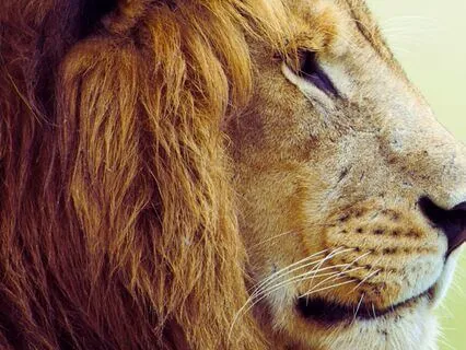 888 Hz Lion's Gate Portal Preparation